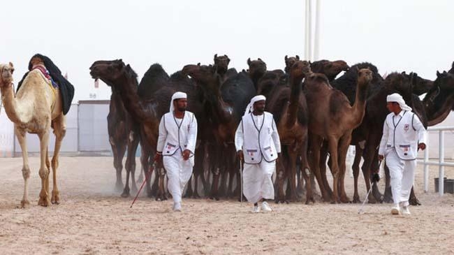 handlers guide their camels during the first qatar camel festival