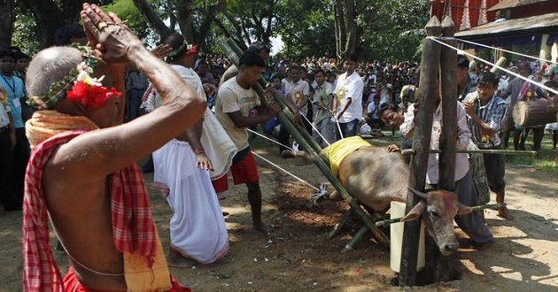 hindu sacrificing animals