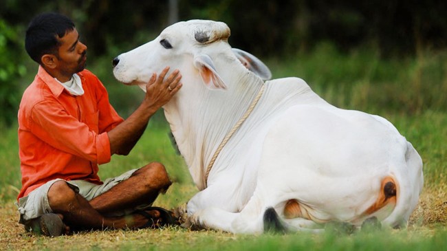 india cow hug