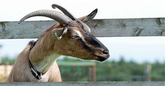 india goat eat rupee