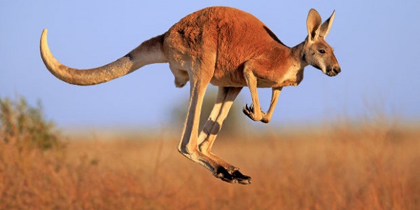 kangaroo Australia