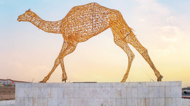 largest camel saudi