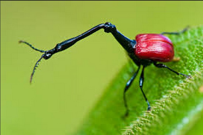 new species ant