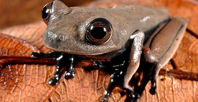 new species frog