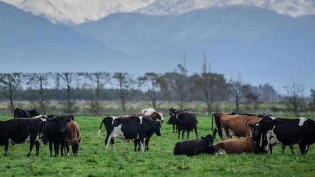 new zealand proposes cow s