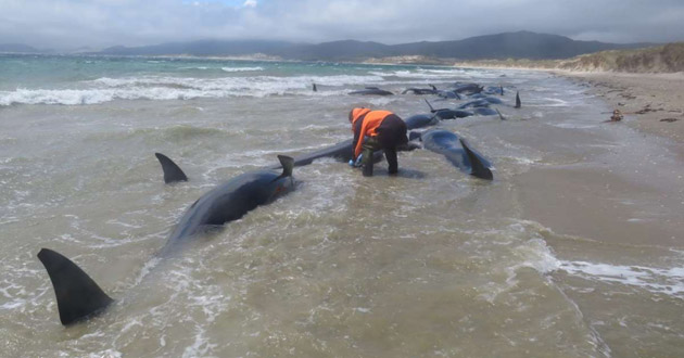 pilot whales dead newziland