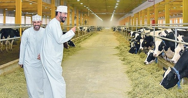 qatar cow