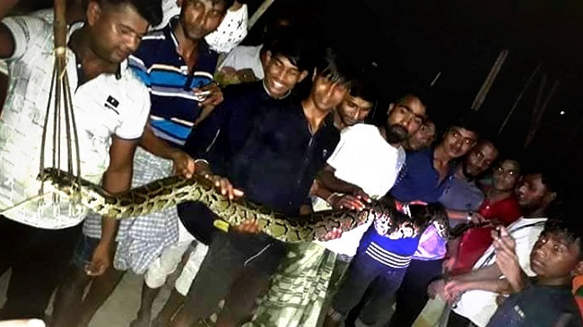 15 feet python