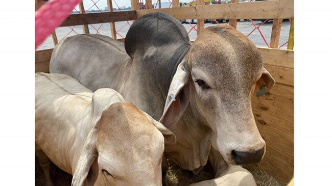 16 brahma cows