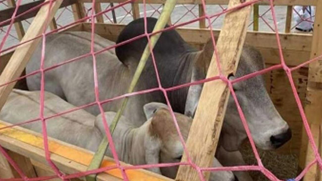 16 brahma cows 1