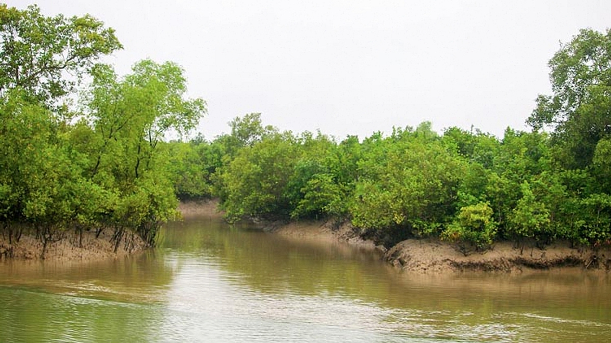 উপকূল রক্ষায় ভাঙনকবলিত চরে ম্যানগ্রোভ বনায়ন উদ্যোগ