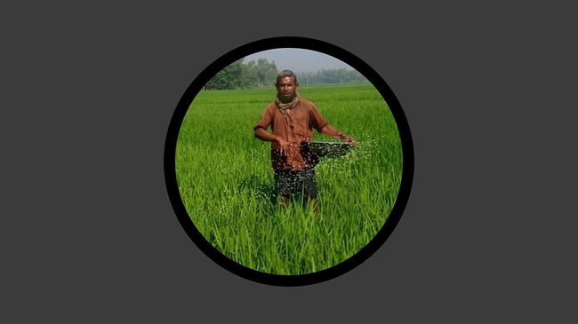 সারের পর্যাপ্ত মজুতের আশ্বাসেও মাঠে হাহাকার, বিপাকে কৃষক