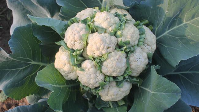20 cauliflower in a tree