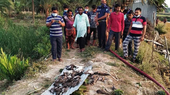 400 pigeons killed 1