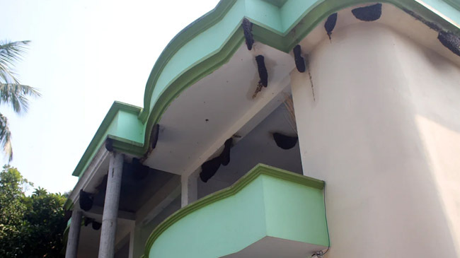 43 bees in one house
