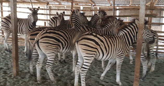 9 zebra rescue