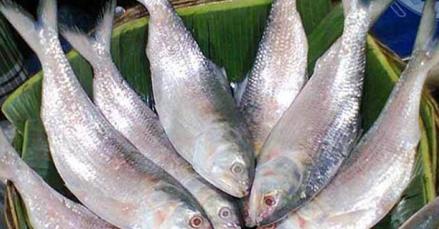 Hilsa dhaka