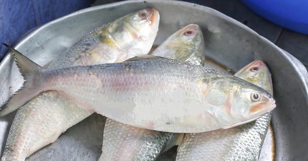 Hilsa high price