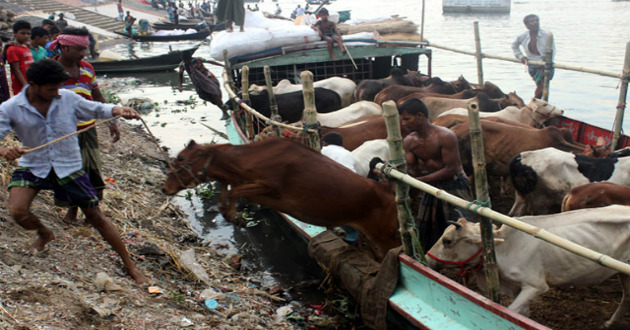 Myanmar animals comming