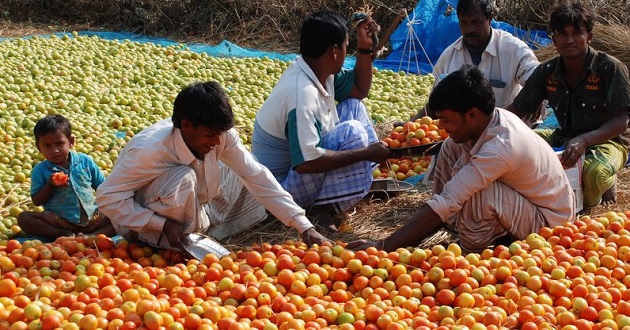 Tomato ripening