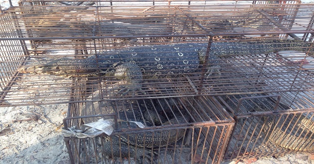 Water Monitor Lizard bd