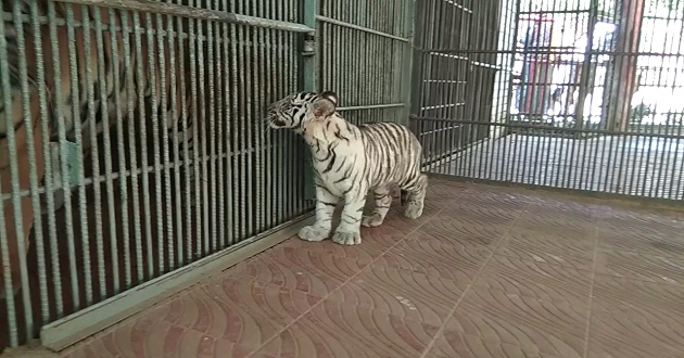 White Tiger ctg