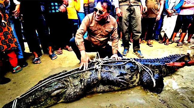 a huge 10 foot long crocodile was caught in a fishermans net in the padma river