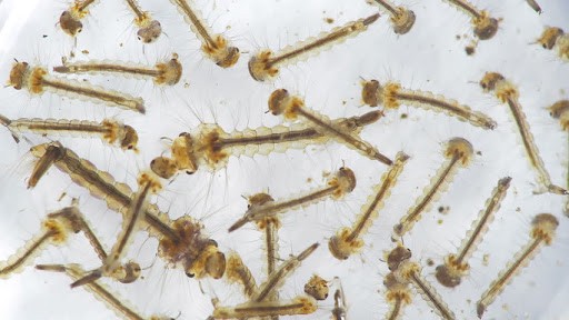 adis larva 1