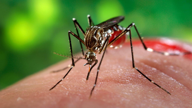 aedes mosquito