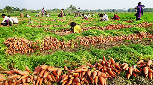agriculture survey
