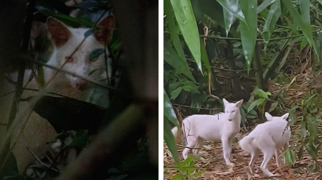 albinism fox