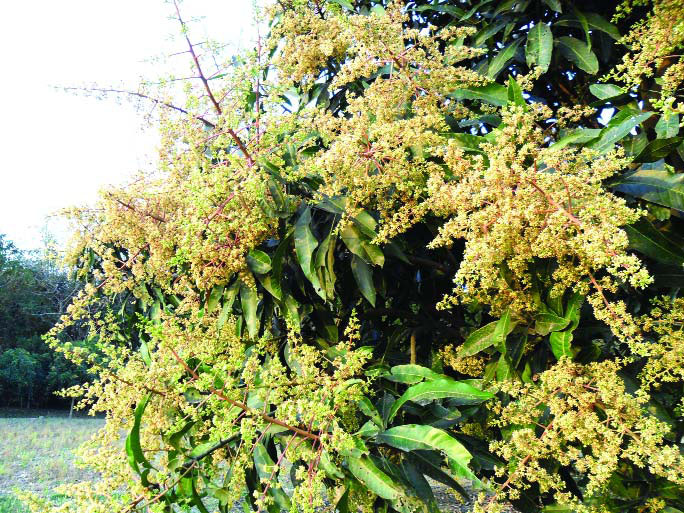 amer mukul in rajshahi