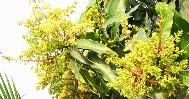 amir mukul in rajshahi