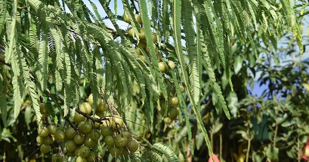 amloki tree