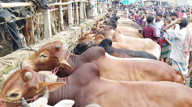 animal in market on eid