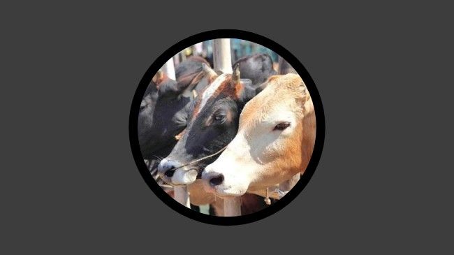কোরবানির বাজারে বিপর্যয়, অবিক্রীত ২২ লাখ পশু নিয়ে বিপাকে খামারিরা