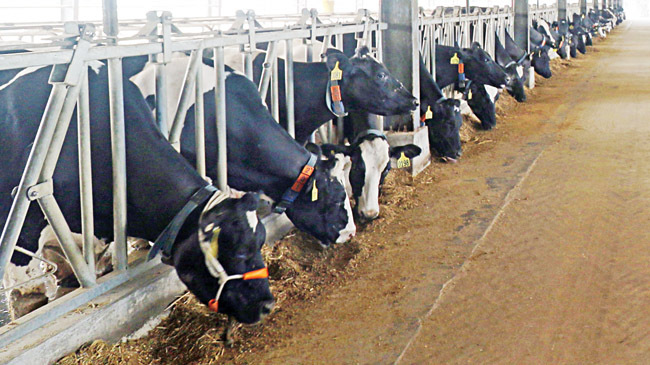 automated dairy farm in rangpur