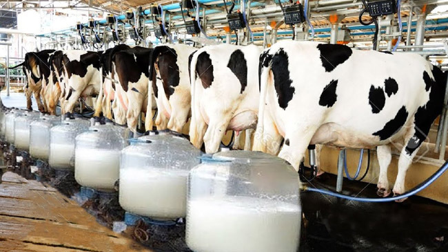 automated dairy farm in rangpur 1