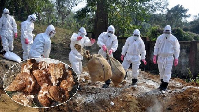 avian influenza hit