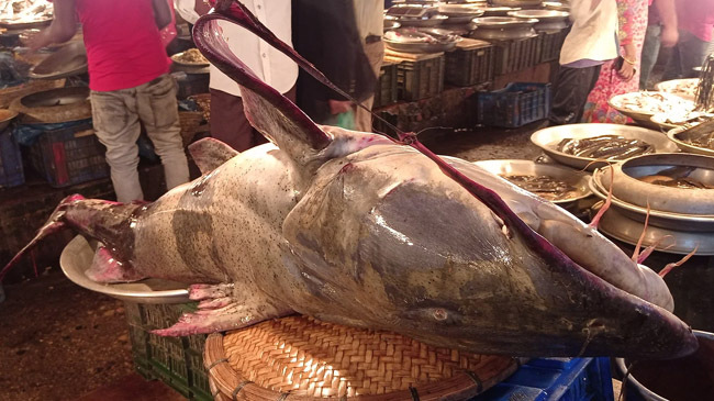 bag weighing 200 kg was caught in sylhet