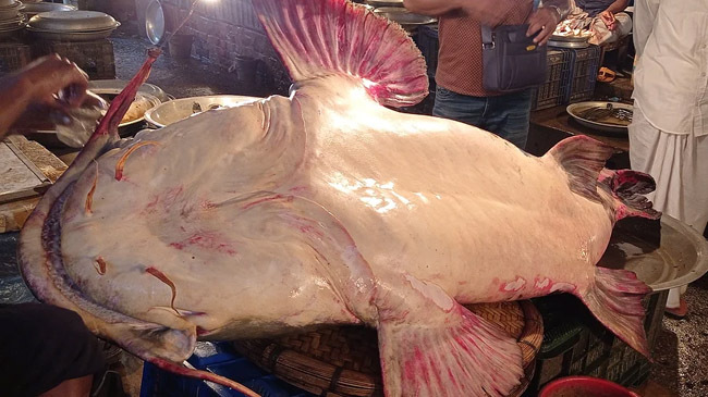 bag weighing 200 kg was caught in sylhet 1