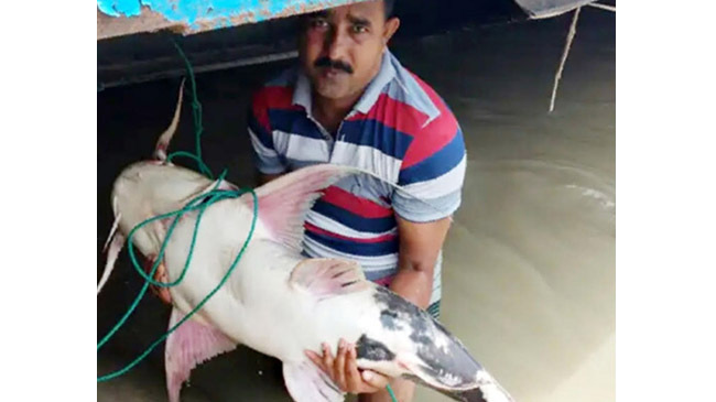baghair fish padma 34 kg
