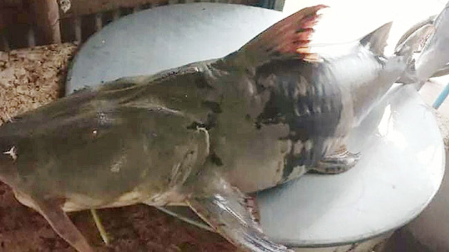 baghair fish padma