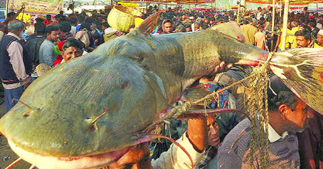baghara fish weighing 82 kg