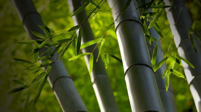 bamboos