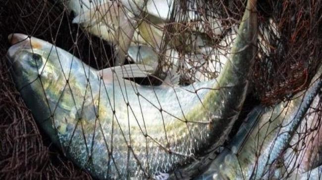 ban cathing fishing