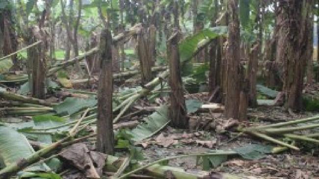 banana tree cut in magura