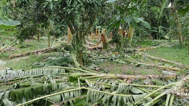 banana tree