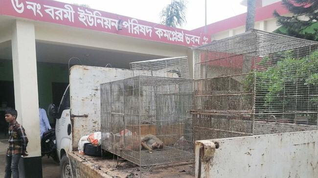 bangavax monkey barami bazar harassment