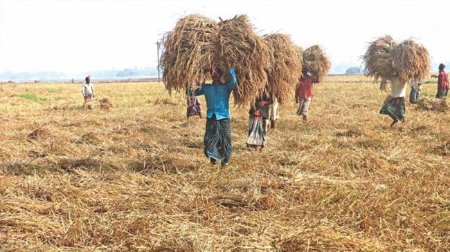 bangladesh agriculture 1